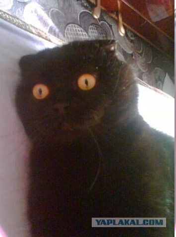 Котовторник на ЯПлакалъ 08.07.2008