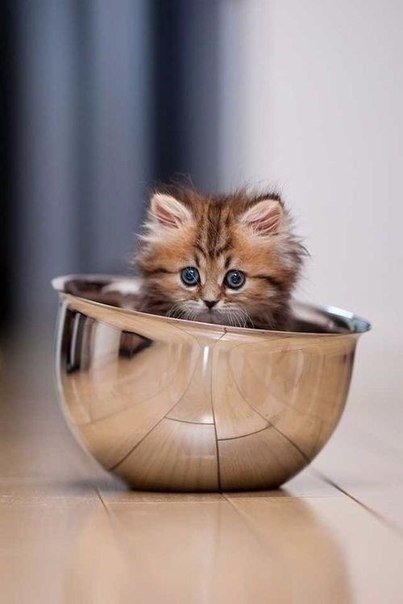 Немного милоты