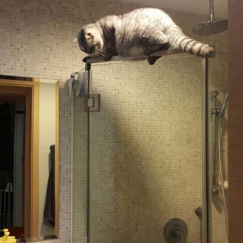 Прикольных котов пост