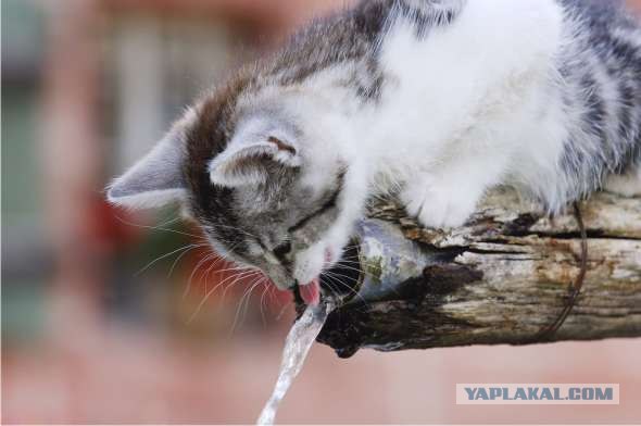 Lolcats - котовторник 33 лолокота!
