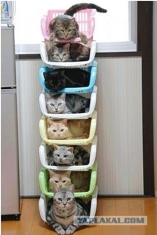 Котейкин вторник! Космический 12.04!