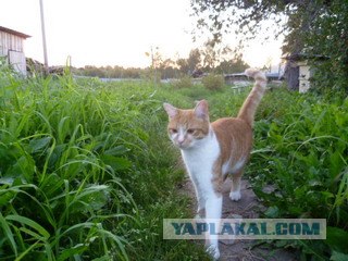 Котовторник