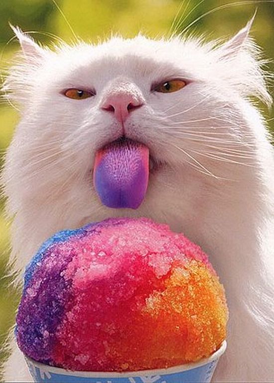 Котовторник с Кузей