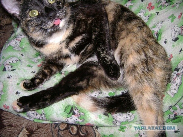 Котовторник в "КотоГетто"