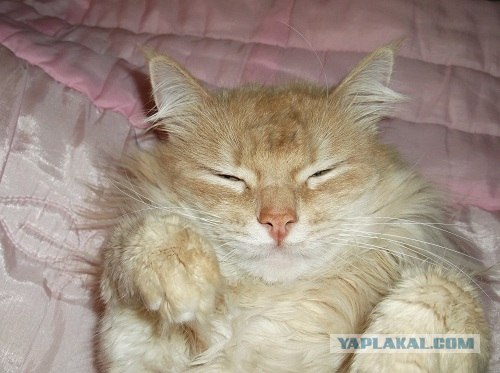 Котовторник!