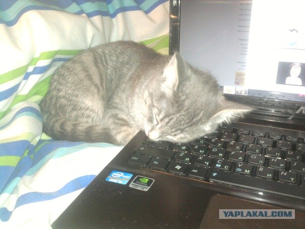Котовторник 20.12.2011