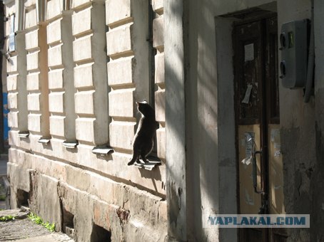 Котовторник 10.04.2012