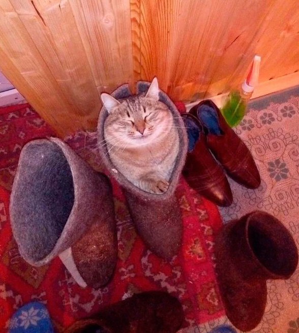 Прикольных котов пост