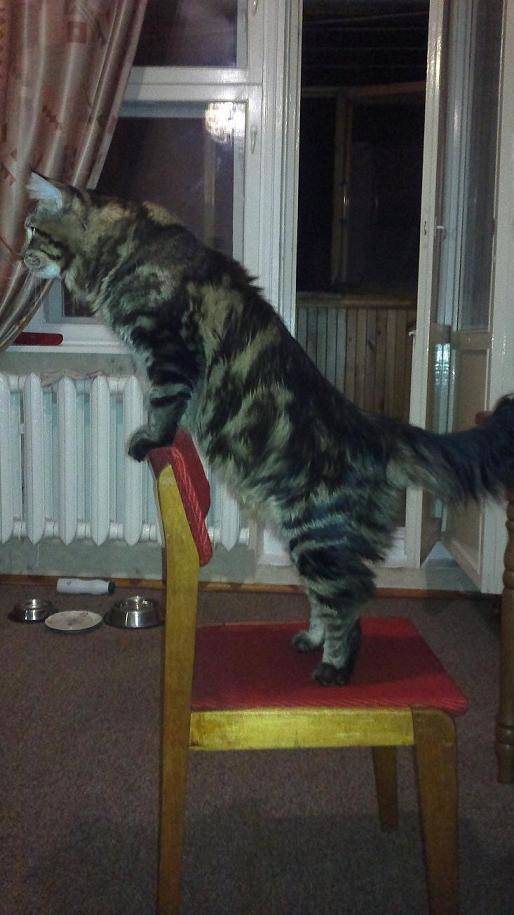 Котовторник (15.05.2012)
