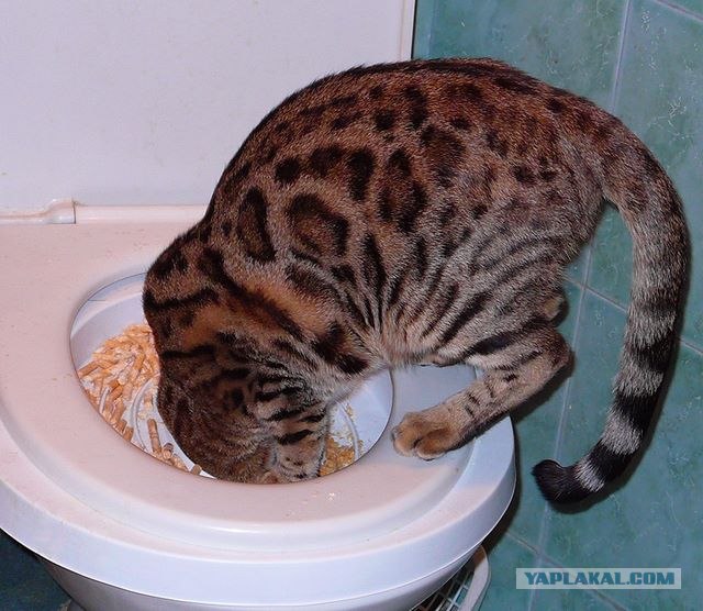 Котовторник   5.06.2012