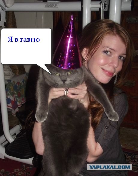 Котовторник 07.08.2012