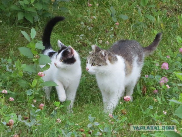 Котонянька и котовторник