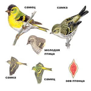 Рок-ребусы
