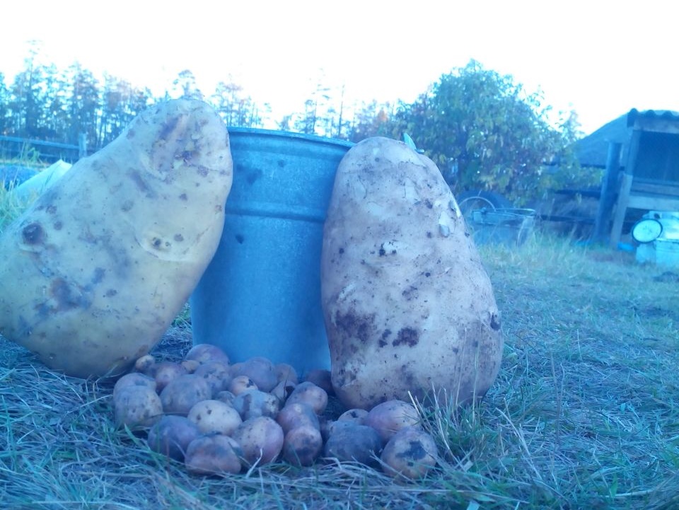 Картофель сорта великан отзывы. Картофель гигант. Картофель сорт гигант. Картофель великан картофель.