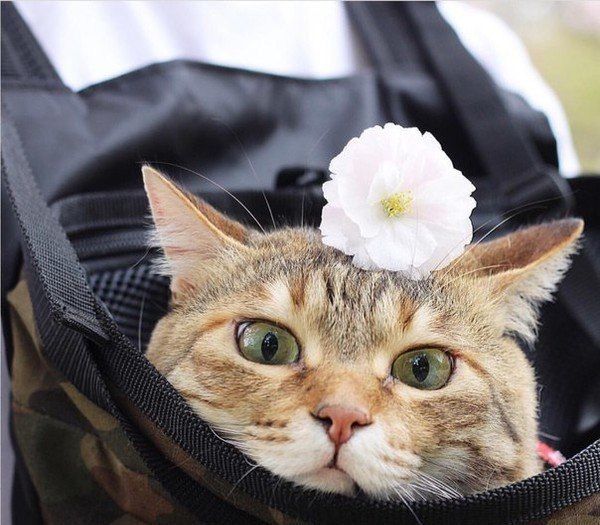 Забавные картинки с котами из сети