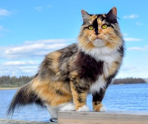 Живность из сети