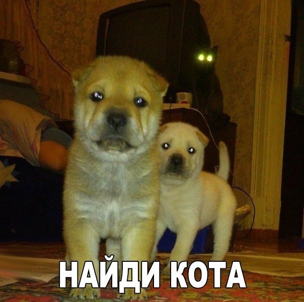 Хвостатые—усатые