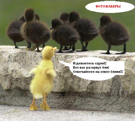 Фотожаба: Звонок в Стрим! Антон Уральский