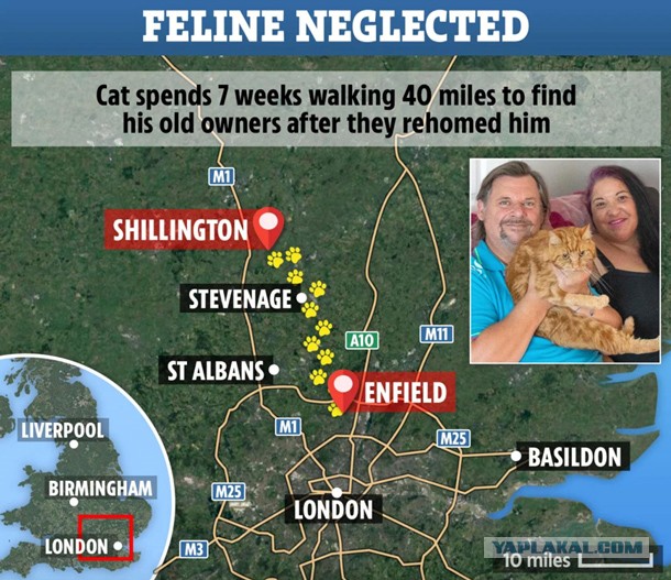 Очередная преданность и предательство - кот прошел 64 км, чтобы вернуться домой