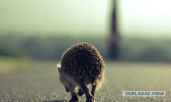 Прикольные картинки!
