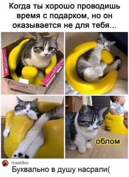 Картинки о животных, прямо и косвенно