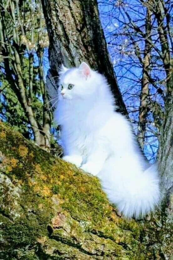 Кошки , кошечки, котяры 14.03.21