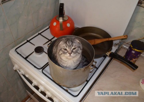 Как занять кота надолго