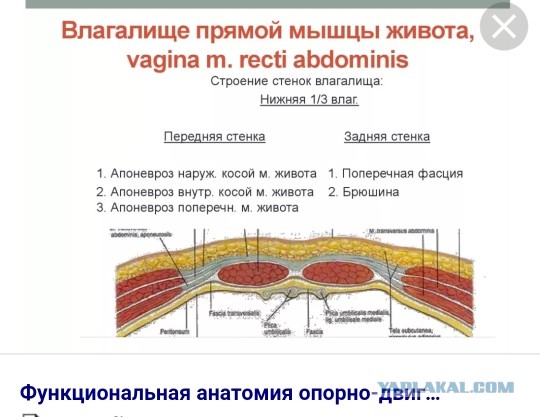 Послойное расположение анатомических образований областей тела