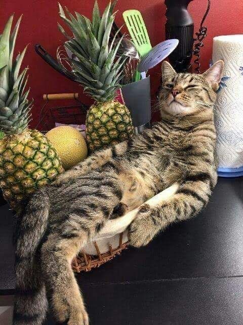 Позы для сна у кошек - что они означают?