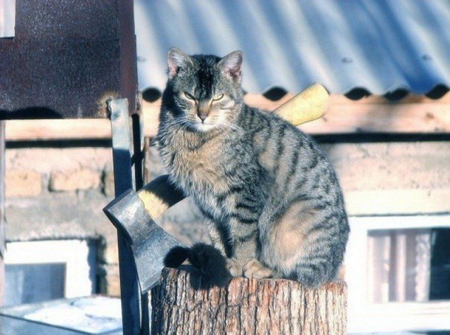 Коты деревенской породы