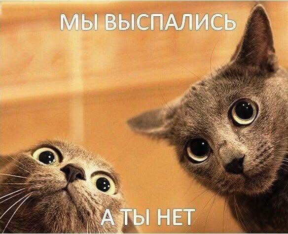 К котовторнику: подборка картинок-баянов с котиками и про котиков. Выпуск 12