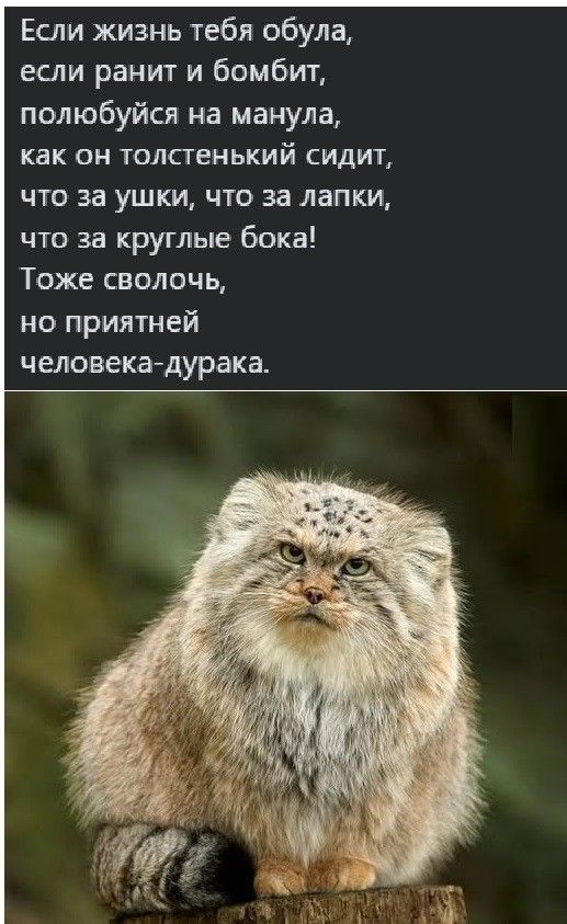 Пошлый и взрослый юмор #7
