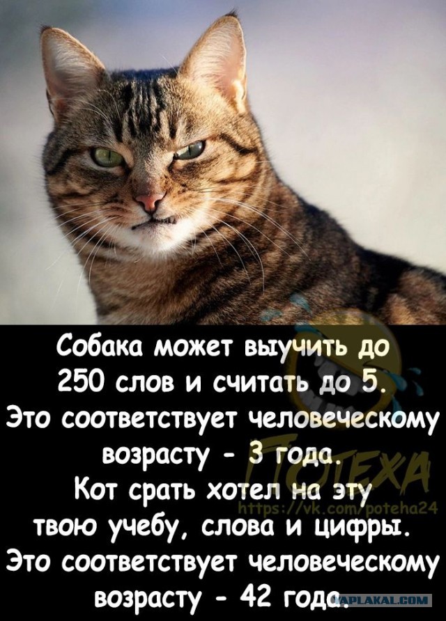 Собаки и фокусы