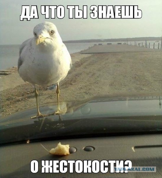 Смешные картинки