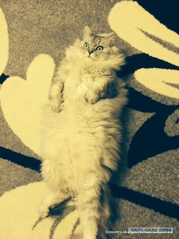 Котовторник 10.06.2014
