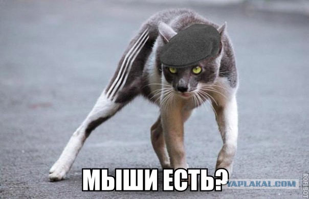 Смешные комментарии из социальных сетей 11.11.2014