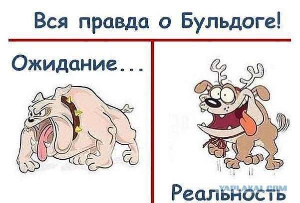 Бульдог которому повезло