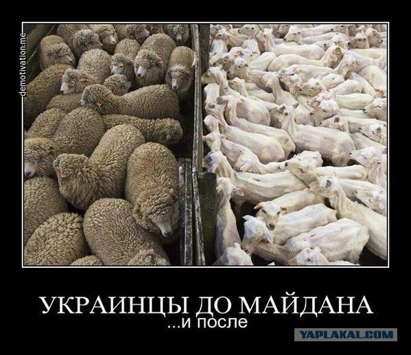 Драка в Киеве. Милиция бьет онижедетей