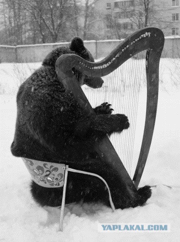Граждане, не выгуливайте медведей на ж/д путях!