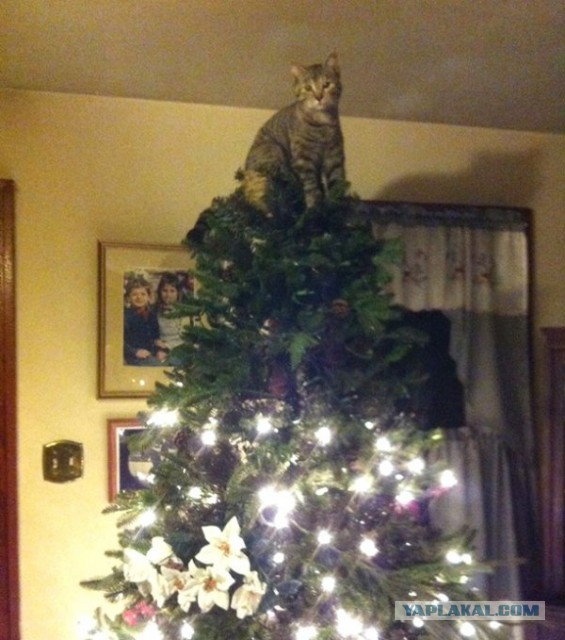 Котэ, которых застали врасплох