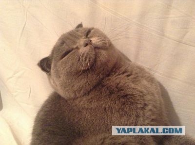 28 поводов завести кота