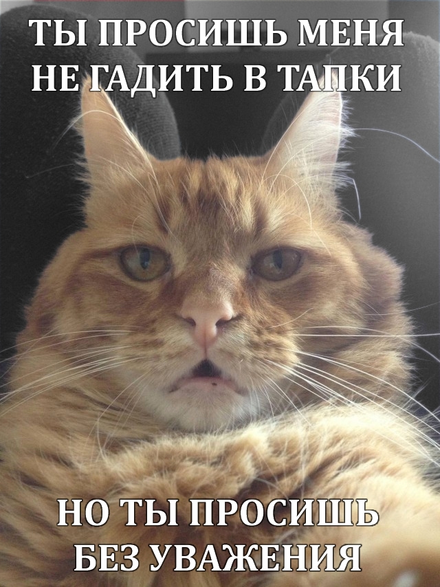 Настало время серьезного разговора с котом