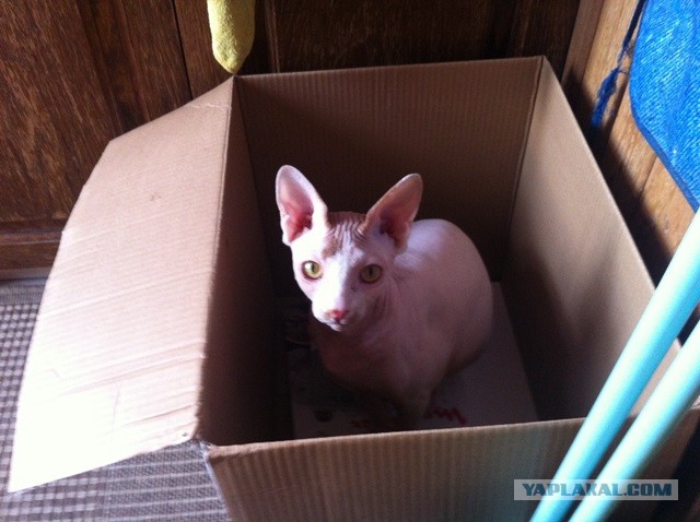 Котовторник 12.03.13