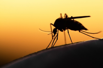 9 необычных способов избавления от комаров