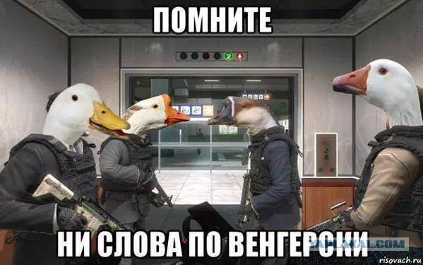 Дави гусей! 3 гуся раздавили трактором.