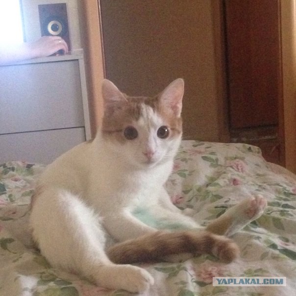 Котовторник 15-09-2015 !