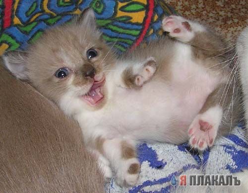 Коты, кошки, котята