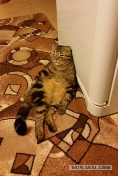 Как лечить депрессию у кота