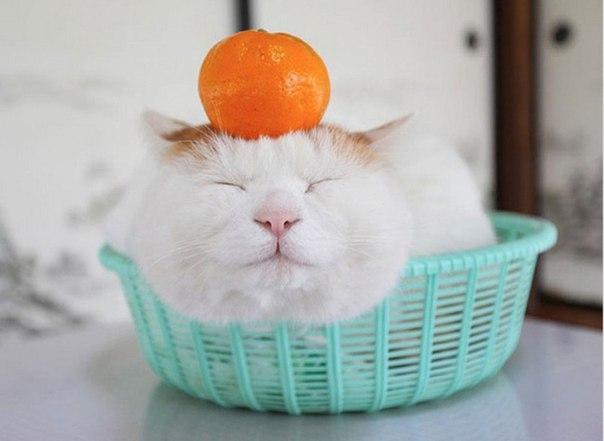 Мохнатые беспредельщики