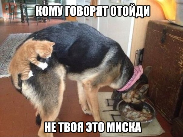 Прикольные животные